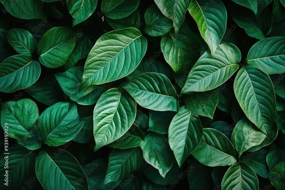 Lush Green Leaves with Veins and Texture Lush Green Leaves with Veins and Texture