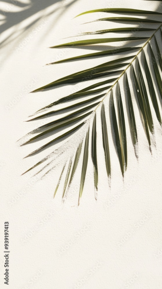 Obraz premium Business, travel concept, fern leaf, projection, background, palm leaf, Shadow, clean flat, white sand beach, local close-up, magazines, books, documents, media, Reading, color, pattern, sky, close-up