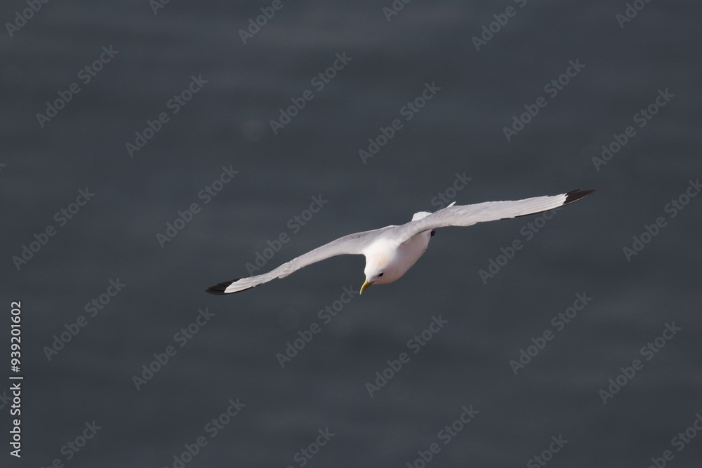 Fototapeta premium Northern gannet