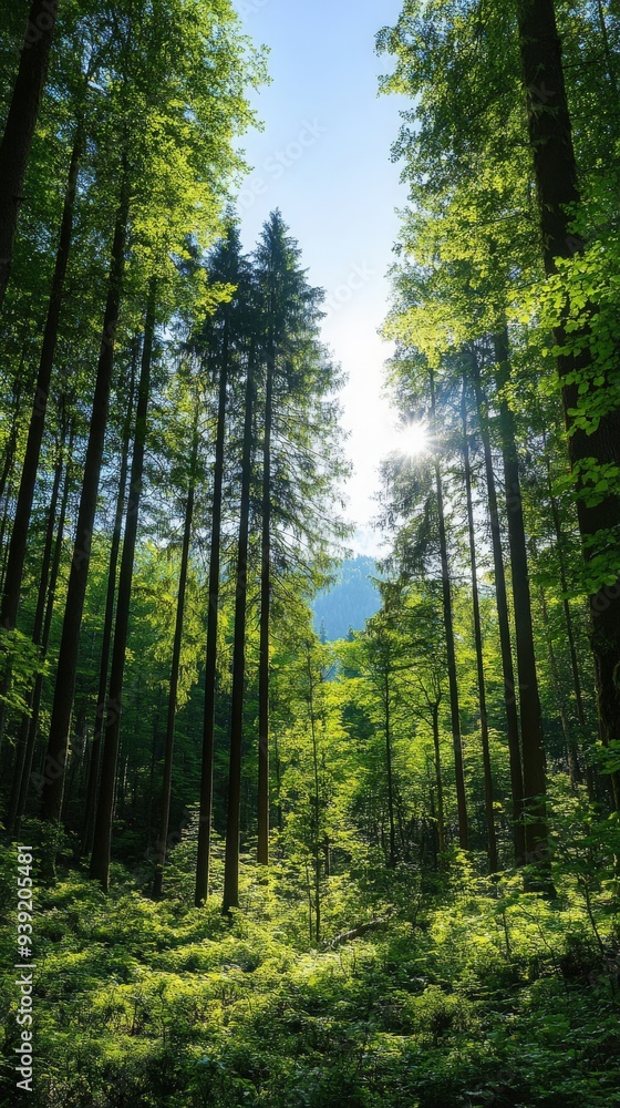 Fototapeta premium A serene forest scene with tall trees and bright sunlight filtering through the leaves, creating a peaceful atmosphere.