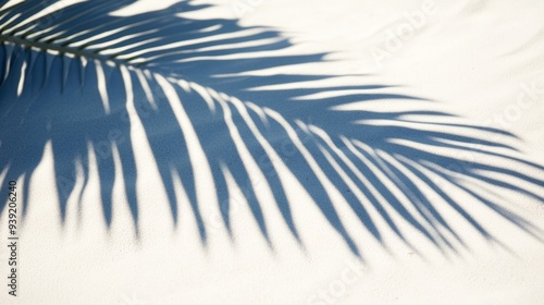 Business, travel concept, fern leaf, projection, background, palm leaf, Shado...