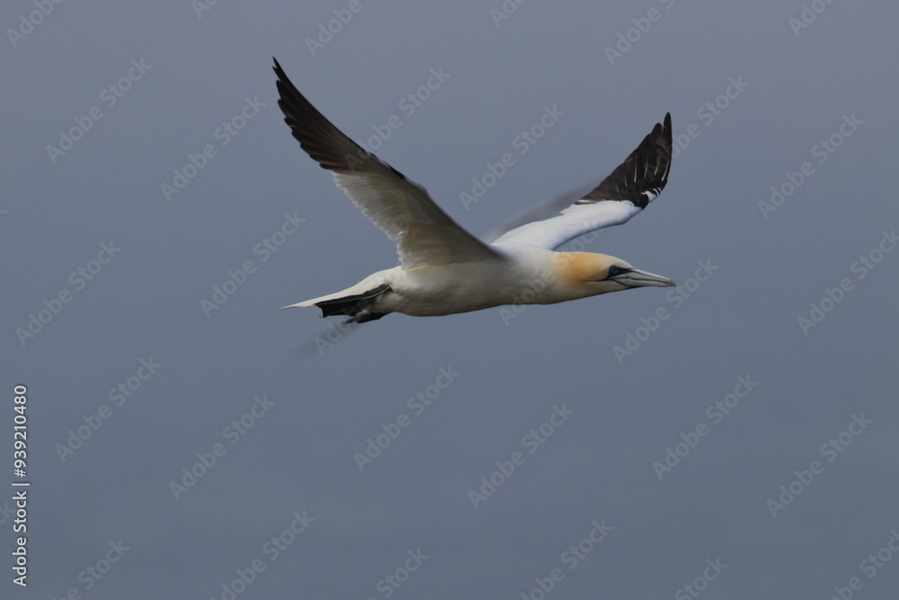 Northern gannet Northern gannet
