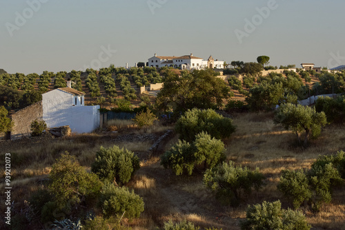 Sunrise on a olive tree farm in Andalusia, Spain