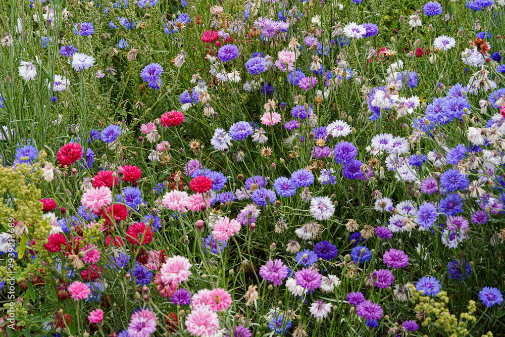 Naklejka premium British Wildflower Meadow Confetti Plants Colourful Wallpaper Background Image