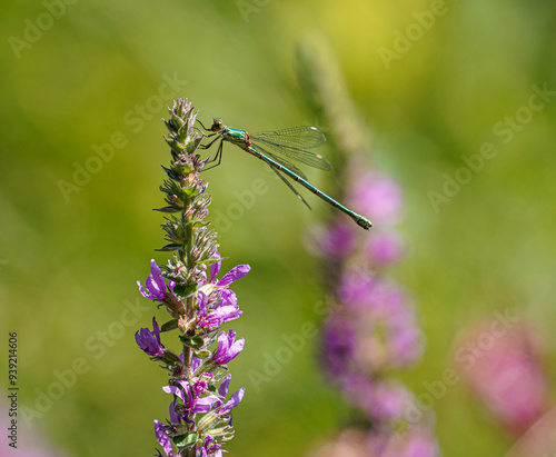 Green Dragon Fly on Wildflower, pink Blossom, single insect macro view