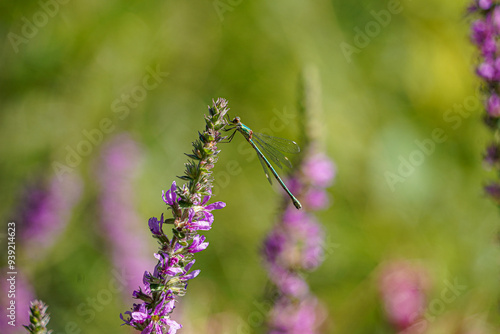 Green Dragon Fly on Wildflower, pink Blossom, single insect macro view