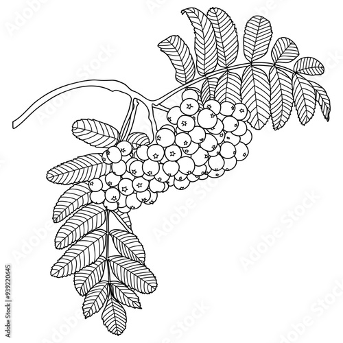 Outline Rowan Tree Branch with Berries