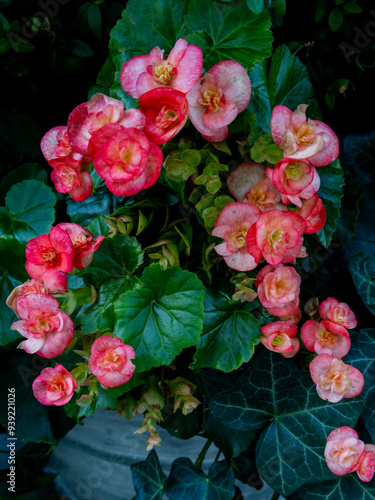 Wallpaper Mural Begonia in Planters on NYC sidewalk, New York City, NY, USA Torontodigital.ca