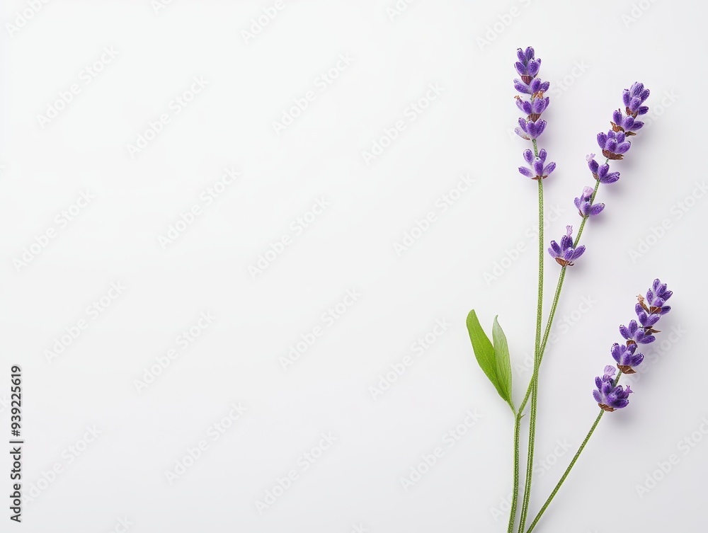 A minimalist arrangement of lavender flowers on a white background. A minimalist arrangement of lavender flowers on a white background.