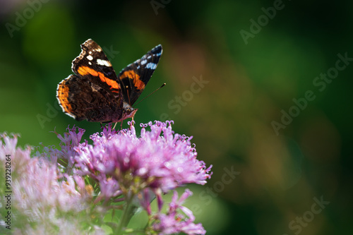 Wanderfaltter Schmettterling auf einer Blume in den Alpen