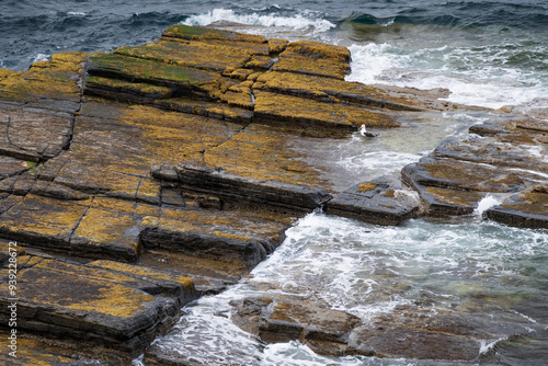 Möwe auf Felsen im Meer in Schottland photo