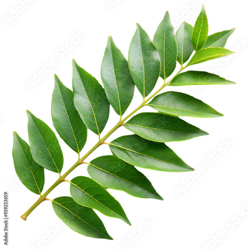 Fresh Curry Leaves Isolated on a Clean White Background for Culinary and Herbal Uses