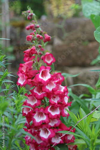 Closeup of red and white Bellflower Beardtongue blooms, Derbyshire England
 photo