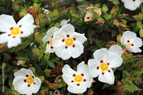 Photos Common Gum Cistus blooms, Derbyshire England