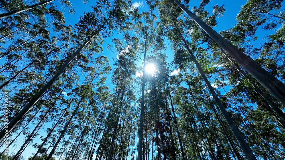 Fototapeta premium Eucalyptus Field At Mococa In Sao Paulo Brazil. Eucalyptus Forest Trees. Nature Background. Global Warming Landscape. Eucalyptus Field At Mococa In Sao Paulo Brazil.