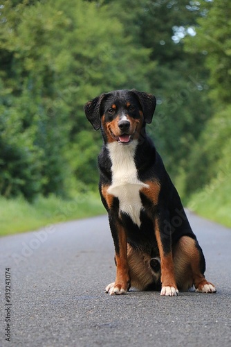 A small Appenzeller mountain dog sitting on a street
 photo