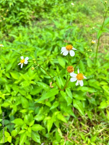 white butterfly on a camomile