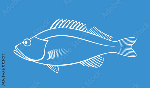 Ocean Perch outline. Isolated ocean perch on white background