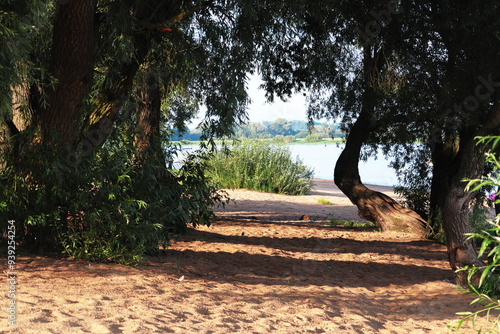 tree in the park