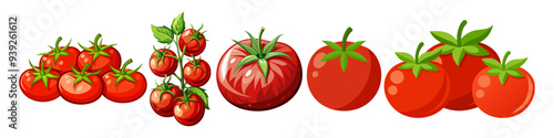 tomato vector, illustration of tomato isolated on white background