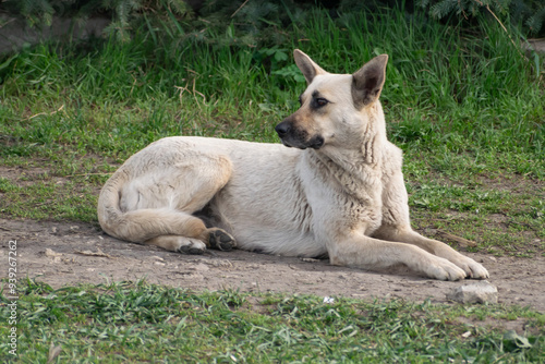 Stray mother dog, Balti, Republic of Moldova, 2024-04-07 photo