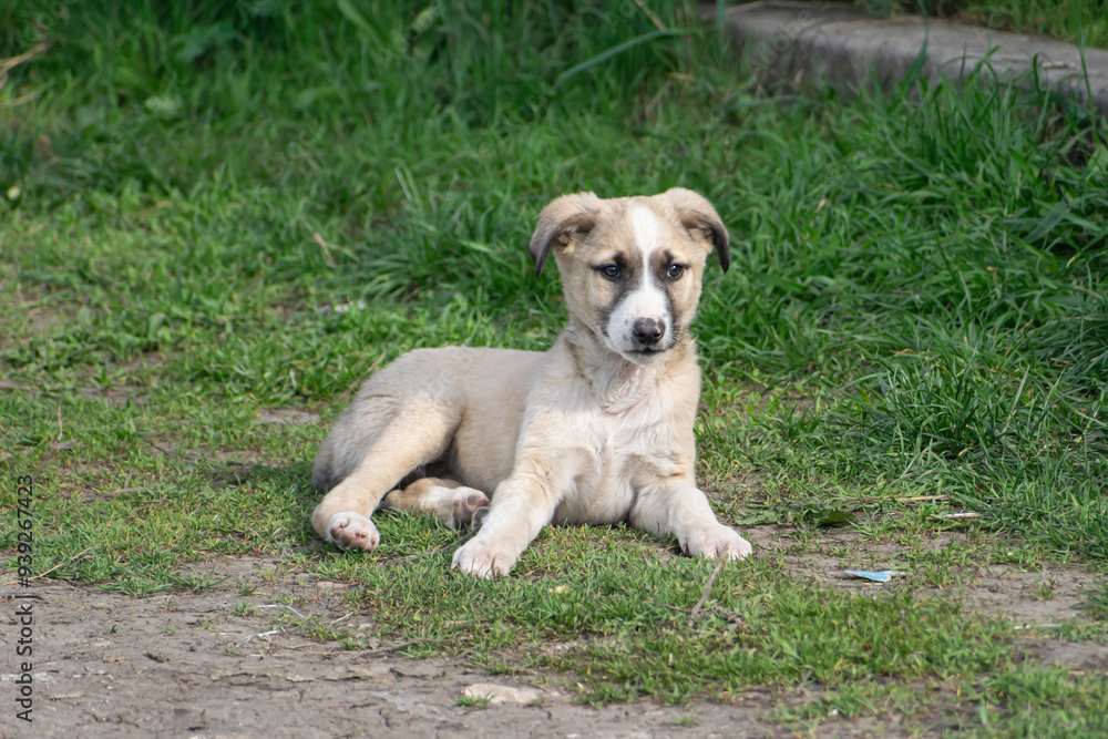 Stray puppy, Balti, Republic of Moldova, 2024-04-07 Stray puppy, Balti, Republic of Moldova, 2024-04-07