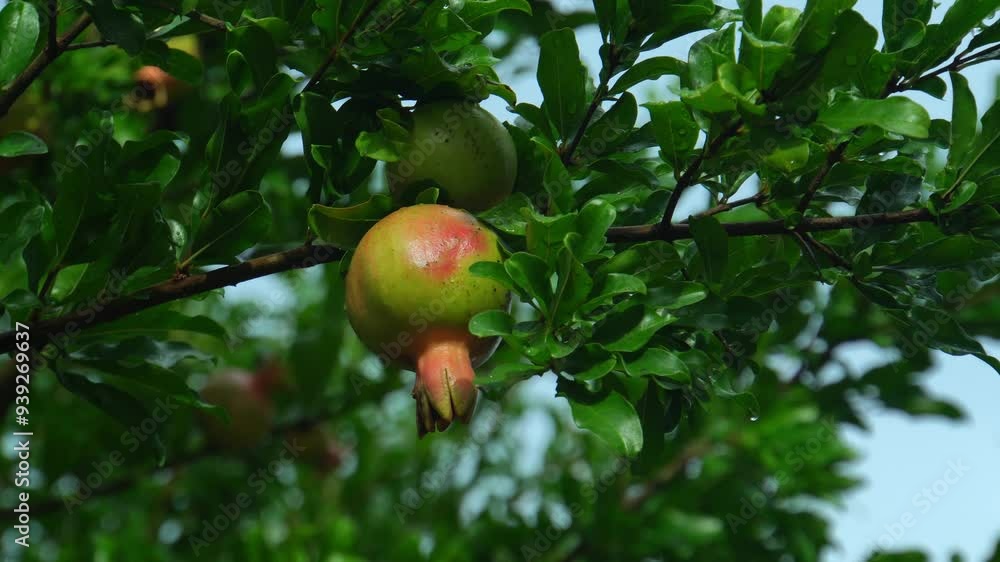 Unripe pomegranates hanging on a tree branch Unripe pomegranates hanging on a tree branch