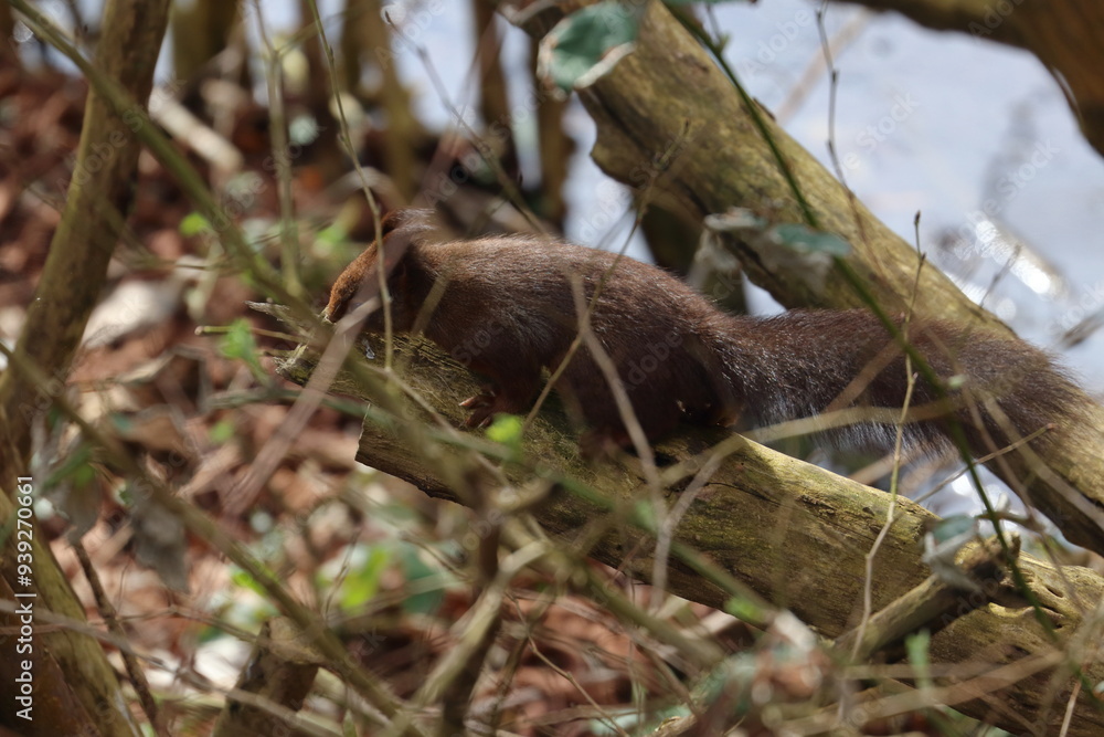 red squirrel red squirrel