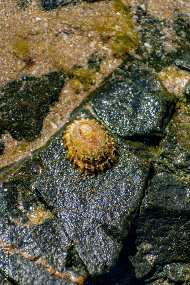 Obraz premium Shells on the beach when the sea has withdrawn, Brittany, france
