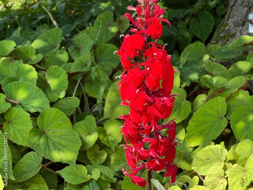 Various flowers and tropical plants in the University of Zurich, Switzerland  / Botanischer Garten der Universität Zürich (Botanischer Garten der Universitaet Zuerich, Schweiz) photo