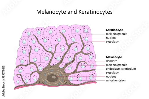 Melanocyte and Keratinocytes (skin cells). Labelled diagram.	