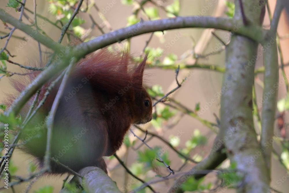 red squirrel red squirrel