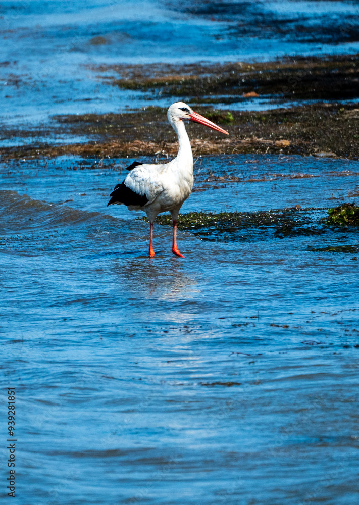 Obraz premium Graceful Hunting: White Stork Bird in Lake Water and rock sand beach, on Holiday - Summertime Vibes. Ciconia Ciconia