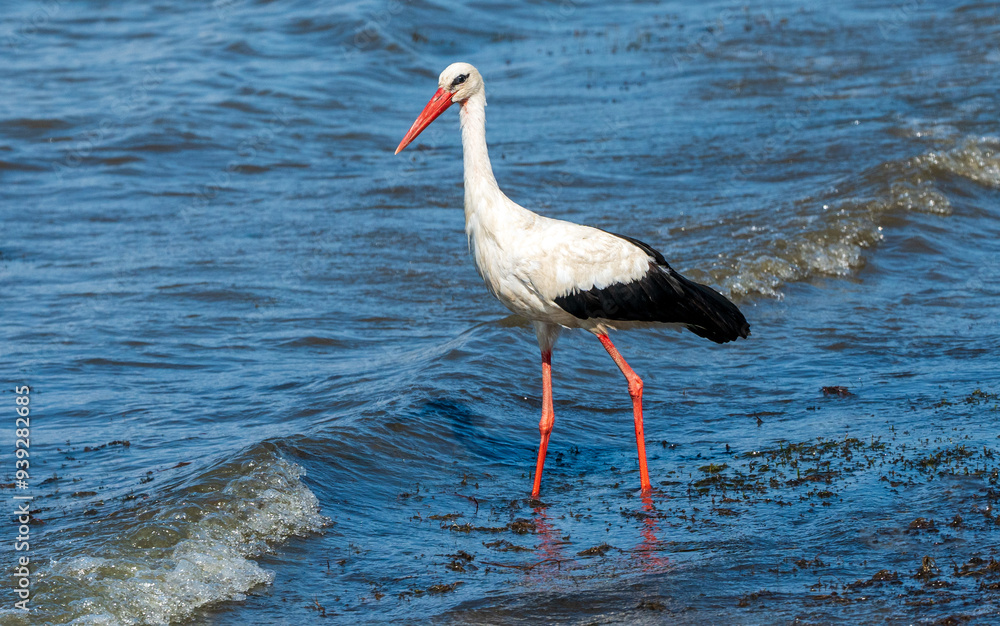 Graceful Hunting: White Stork Bird in Lake Water on Holiday - Summertime Vibes. Ciconia Ciconia Graceful Hunting: White Stork Bird in Lake Water on Holiday - Summertime Vibes. Ciconia Ciconia