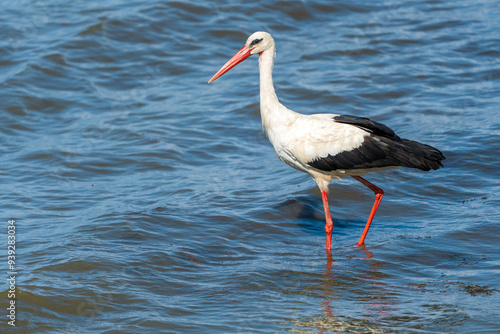 Obraz na plátně Graceful Hunting: White Stork Bird in Lake Water on Holiday - Summertime Vibes