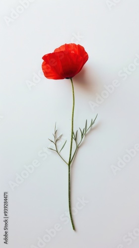 Minimalist Red Flower on a White Background