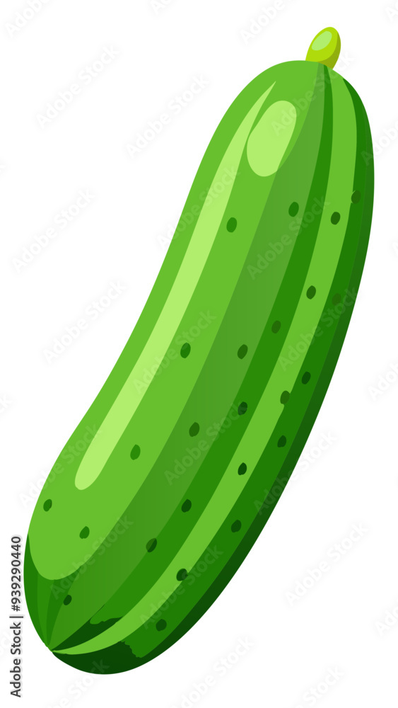 cucumber vector, illustration of cucumber isolated on white background cucumber vector, illustration of cucumber isolated on white background