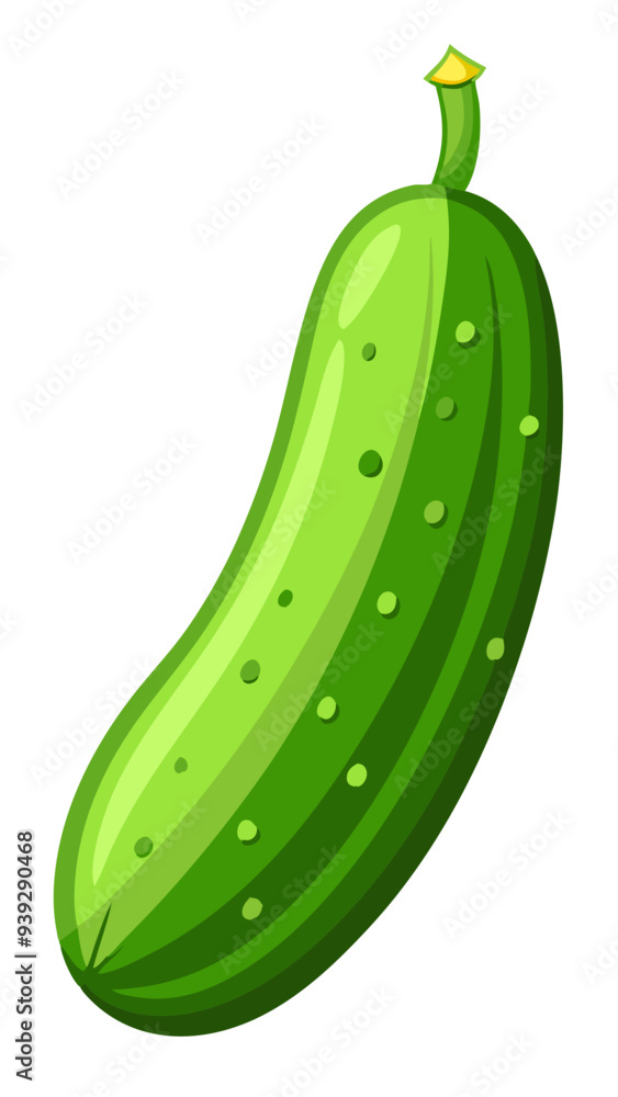 cucumber vector, illustration of cucumber isolated on white background cucumber vector, illustration of cucumber isolated on white background