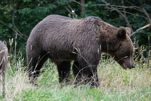 Black Bear on the Transfagarasan Highway, Transylvania region, Romania 