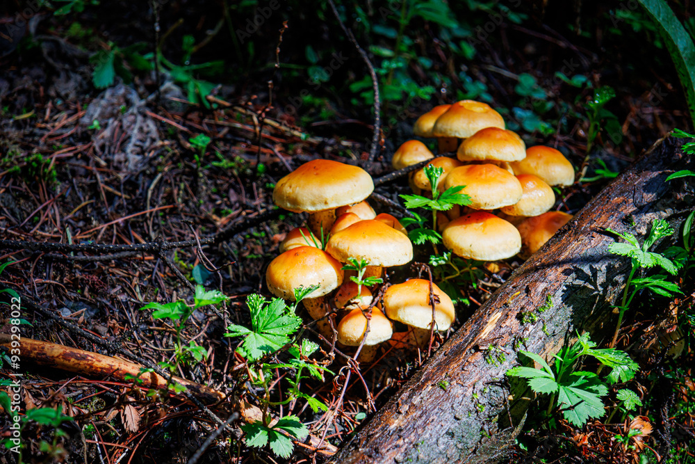 Mushrooms in the forest Mushrooms in the forest