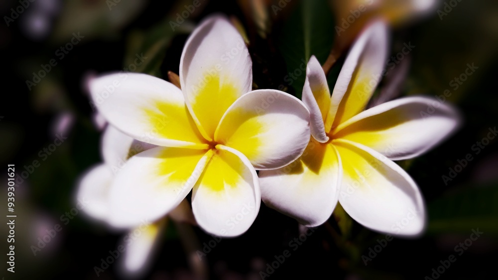 frangipani plumeria flower frangipani plumeria flower