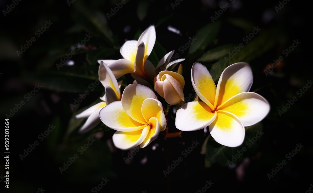 Naklejka premium frangipani flower on isolated black background 
