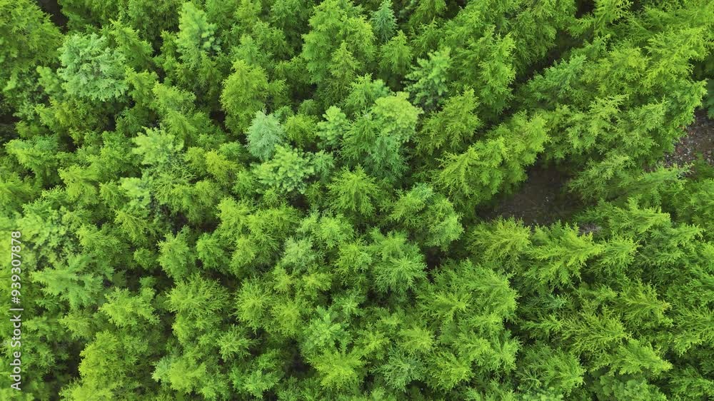 Top view of tops of coniferous forest in summer.4K Aerial Clip. Beautiful coniferous forest with green trees. Dense wild forest with coniferous trees in summer. Green forest in Himalayas at Manali Top view of tops of coniferous forest in summer.4K Aerial Clip. Beautiful coniferous forest with green trees. Dense wild forest with coniferous trees in summer. Green forest in Himalayas at Manali