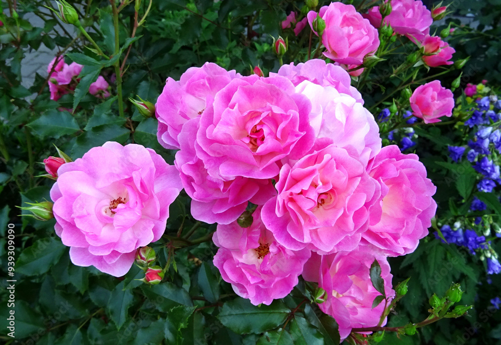 Pink bed rose flowers , varieties - Maxi Vita Pink bed rose flowers , varieties - Maxi Vita
