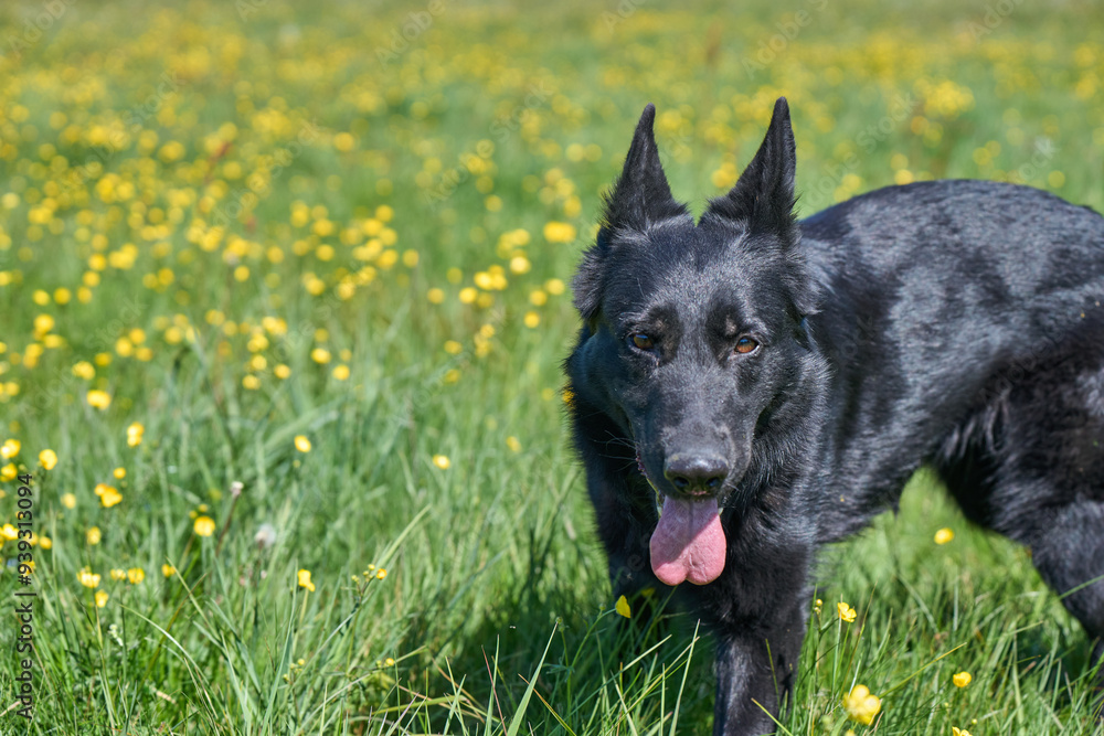 Beautiful German Shepherd dog playing in a meadow on a sunny spring day in Skaraborg Sweden Beautiful German Shepherd dog playing in a meadow on a sunny spring day in Skaraborg Sweden