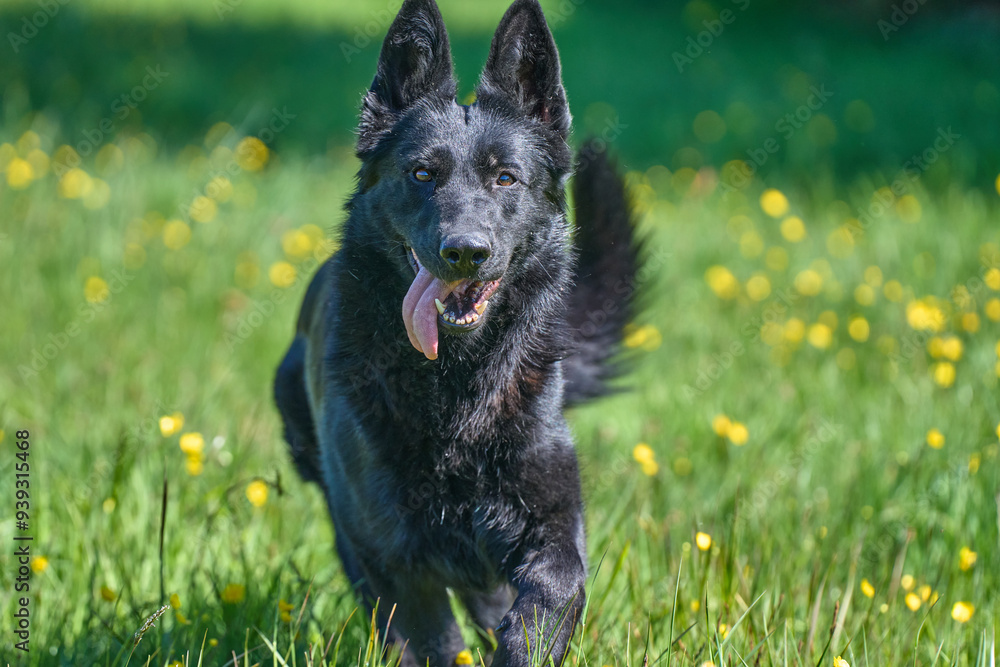 Beautiful German Shepherd dog playing in a meadow on a sunny spring day in Skaraborg Sweden Beautiful German Shepherd dog playing in a meadow on a sunny spring day in Skaraborg Sweden