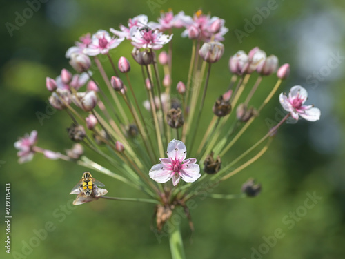 Beautiful close-up of butomus umbellatus photo