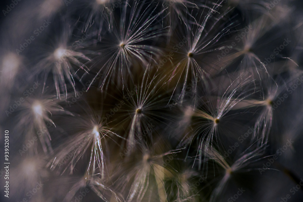 Naklejka premium dandelion seed head