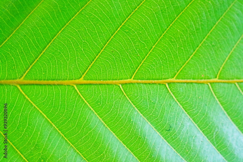 green leaf texture green leaf texture