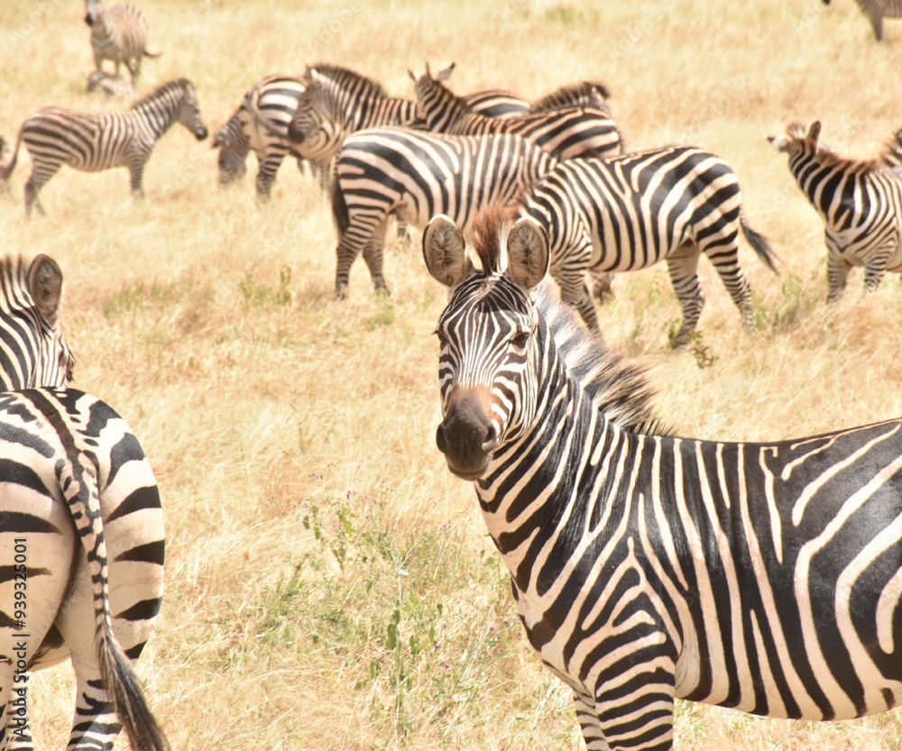 Obraz premium shutterstock